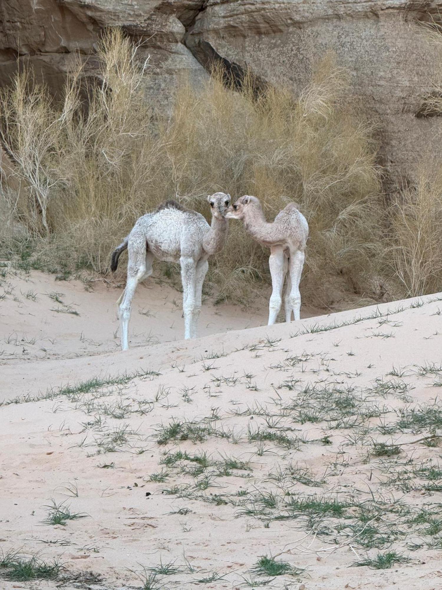 וואדי רם Desert Bird Camp מראה חיצוני תמונה