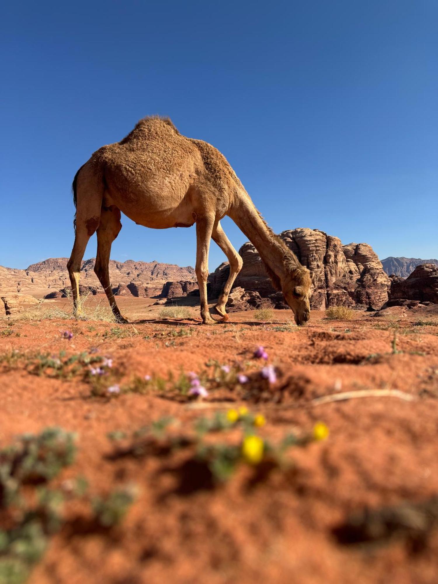 וואדי רם Desert Bird Camp מראה חיצוני תמונה