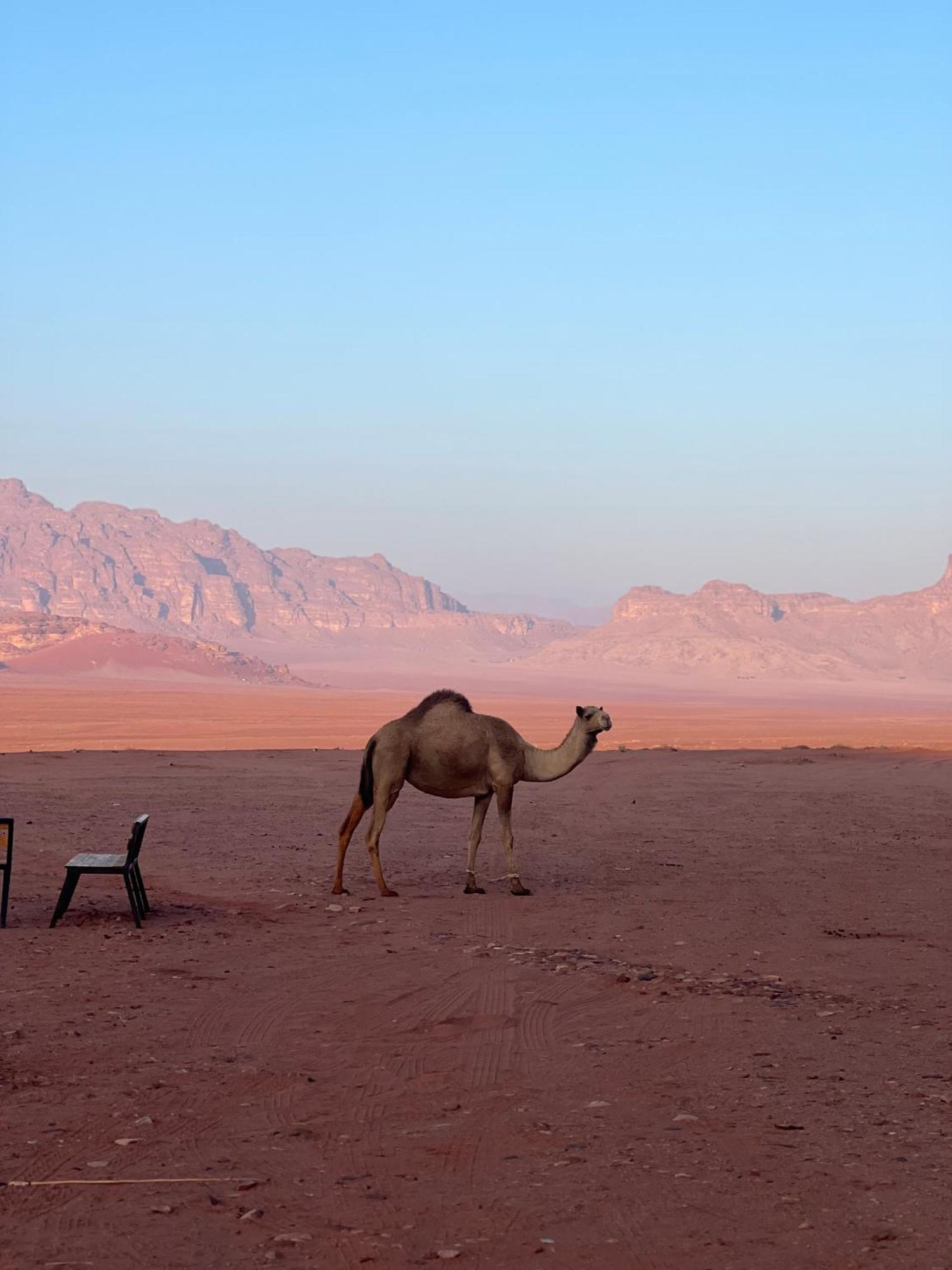 וואדי רם Desert Bird Camp מראה חיצוני תמונה